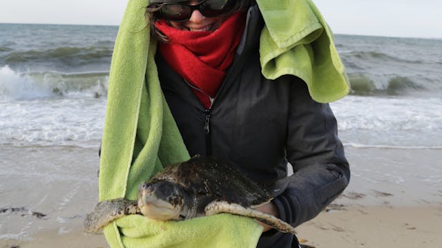 Film Crew Saving Sea Turtles